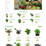 Cây cảnh trang trí